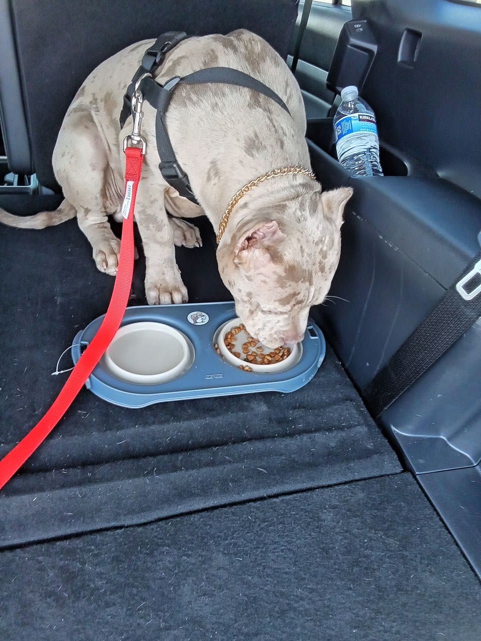 Pet travel photo 6