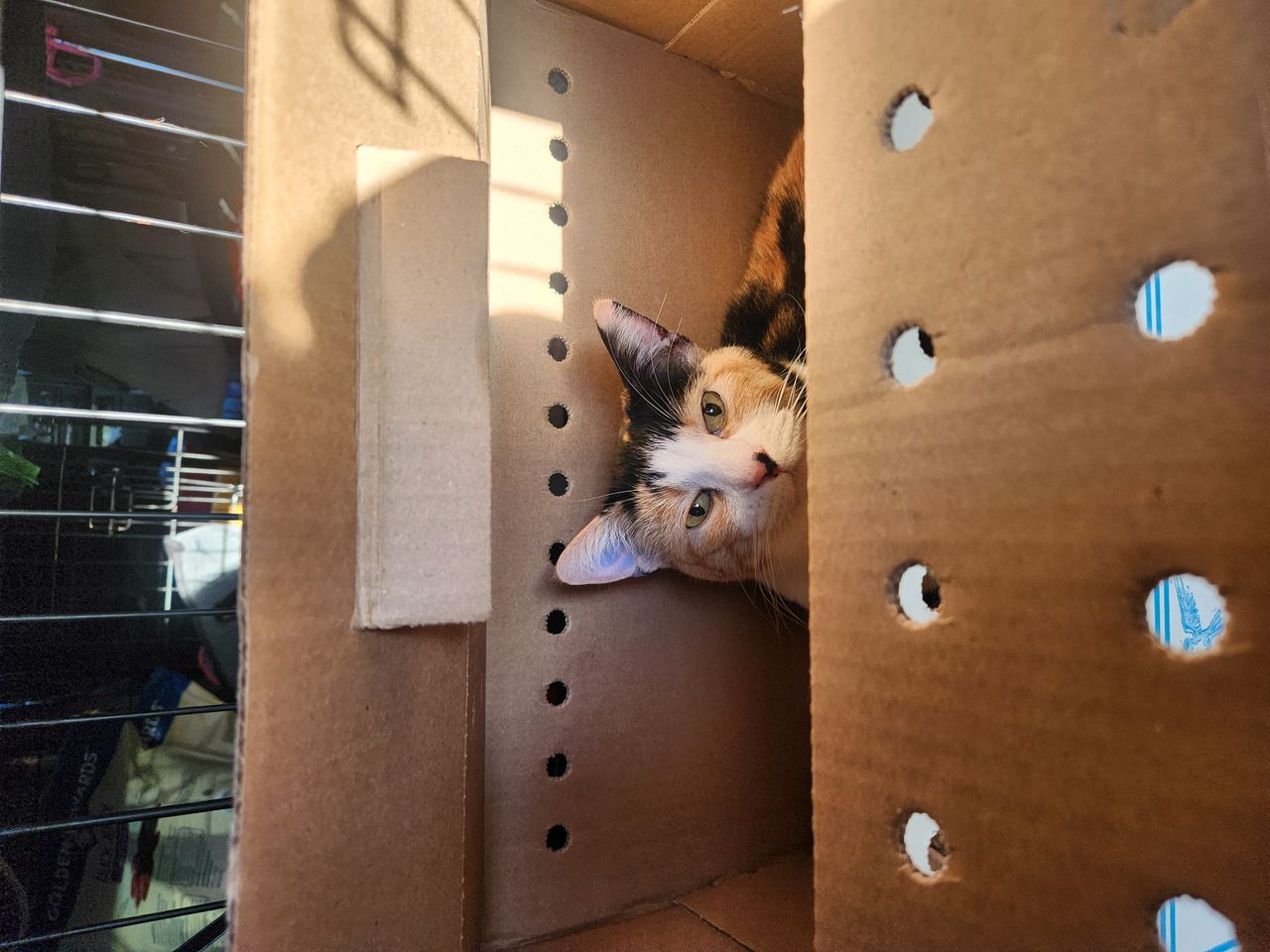 Pet travel photo 6
