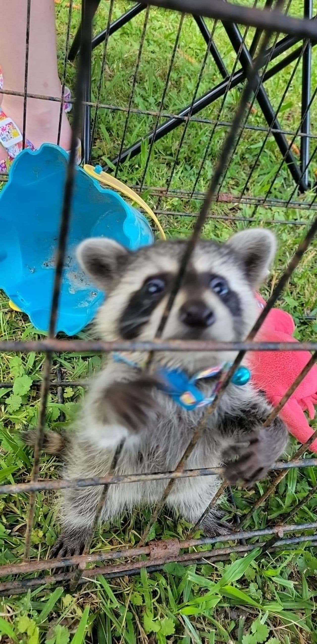 Pet travel photo 4