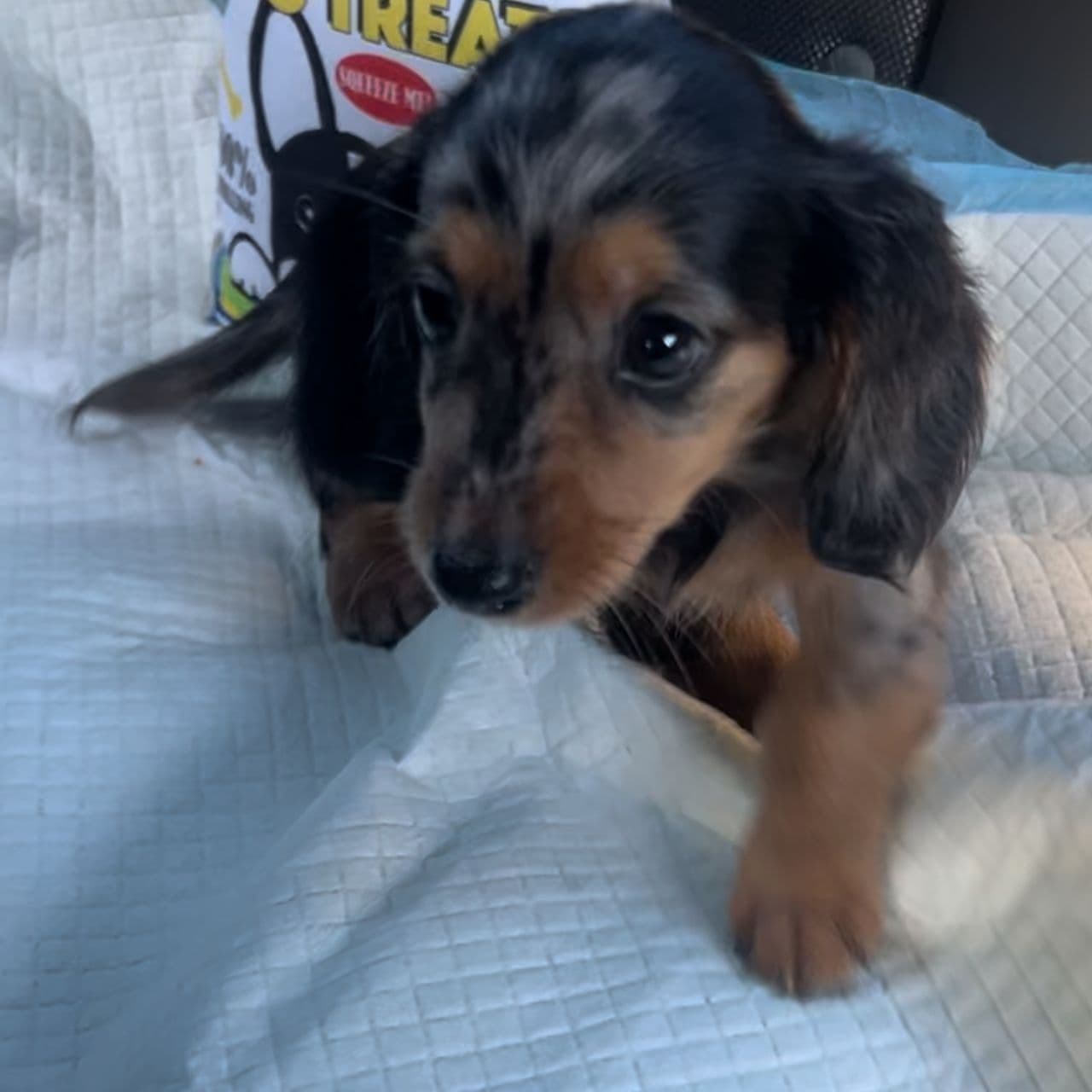 Pet travel photo 4