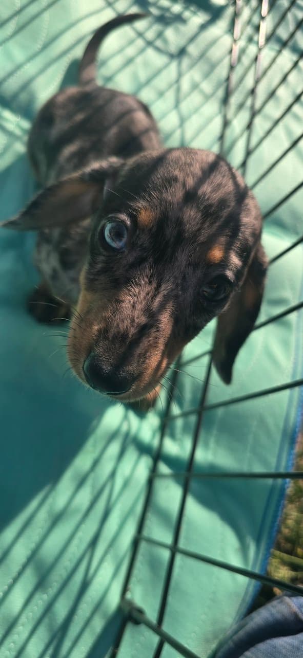 Pet travel photo 3
