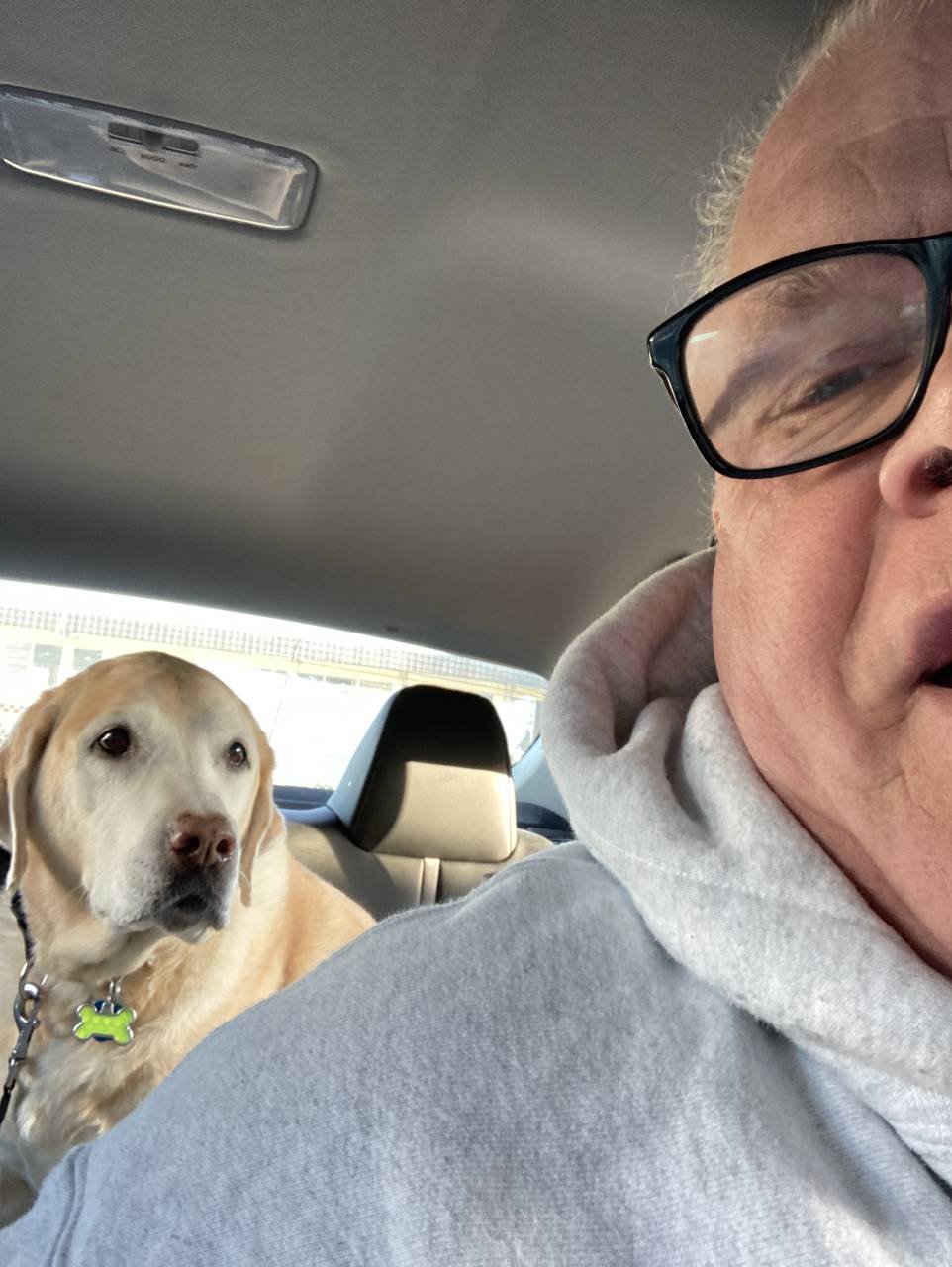 Pet travel photo 5
