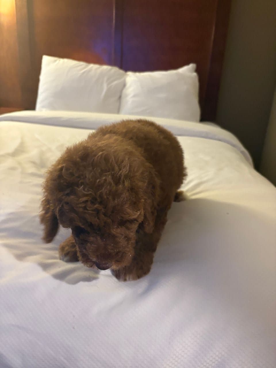 Pet travel photo 3
