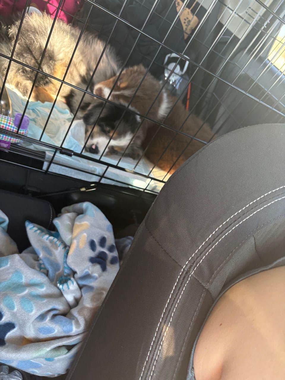 Pet travel photo 4