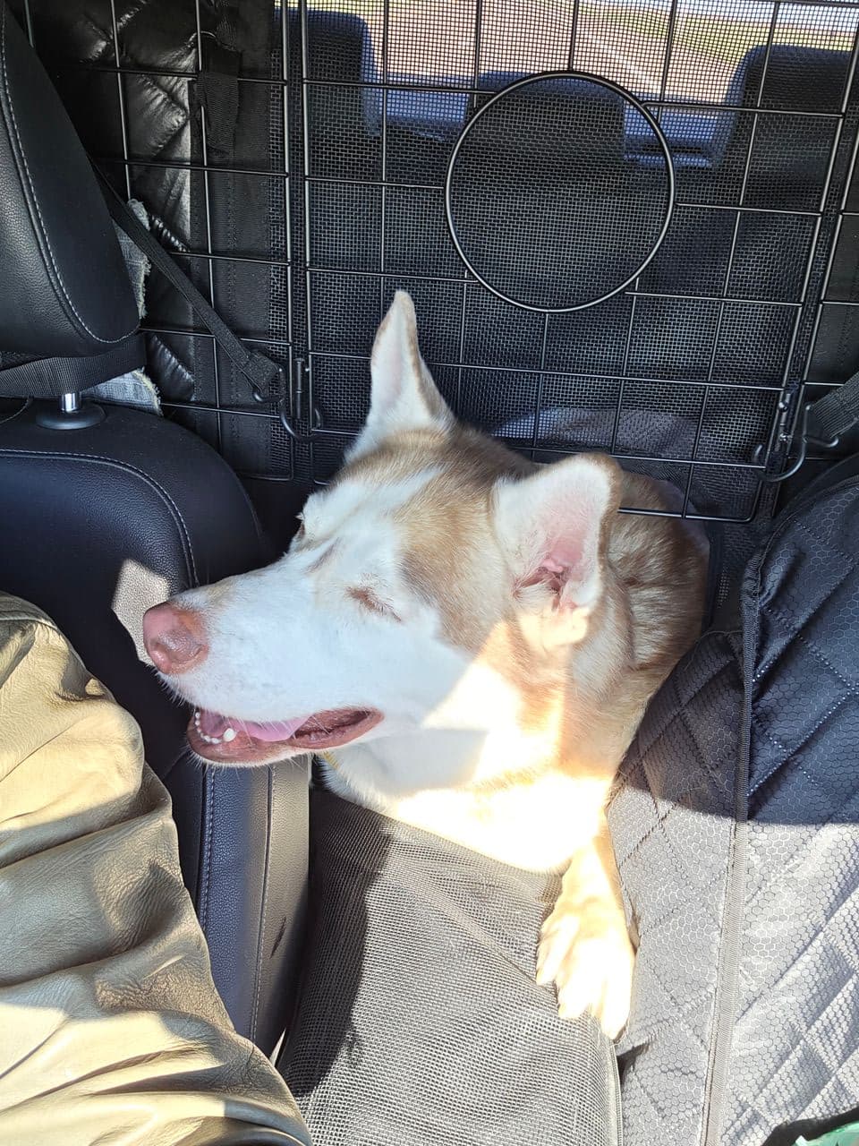 Pet travel photo 6