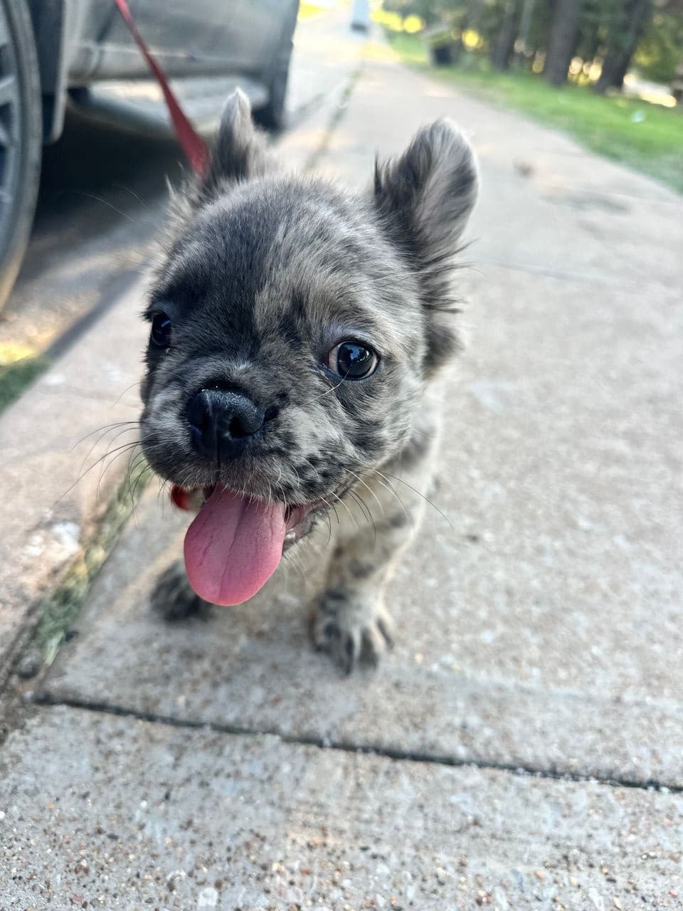 Pet travel photo 1
