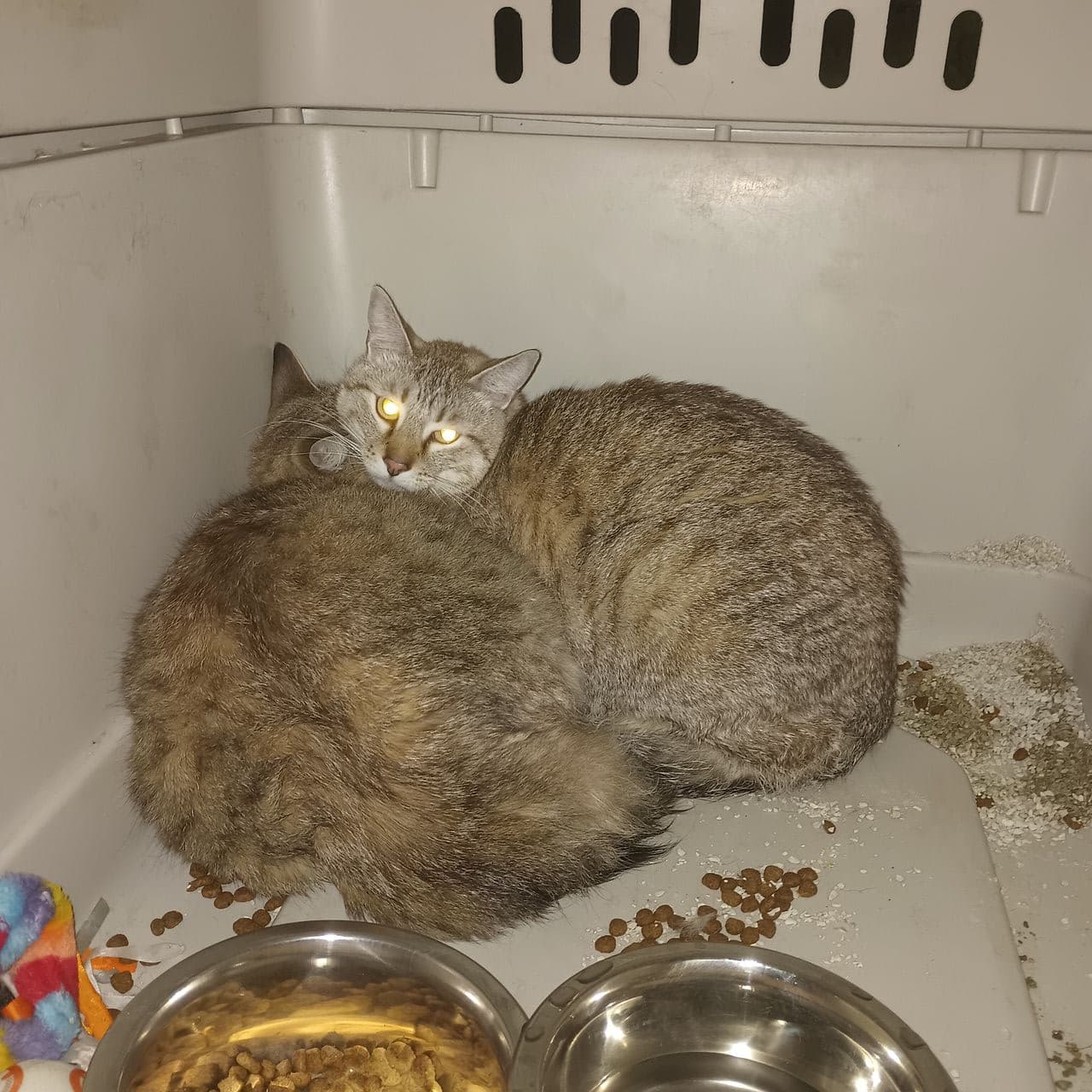 Pet travel photo 5