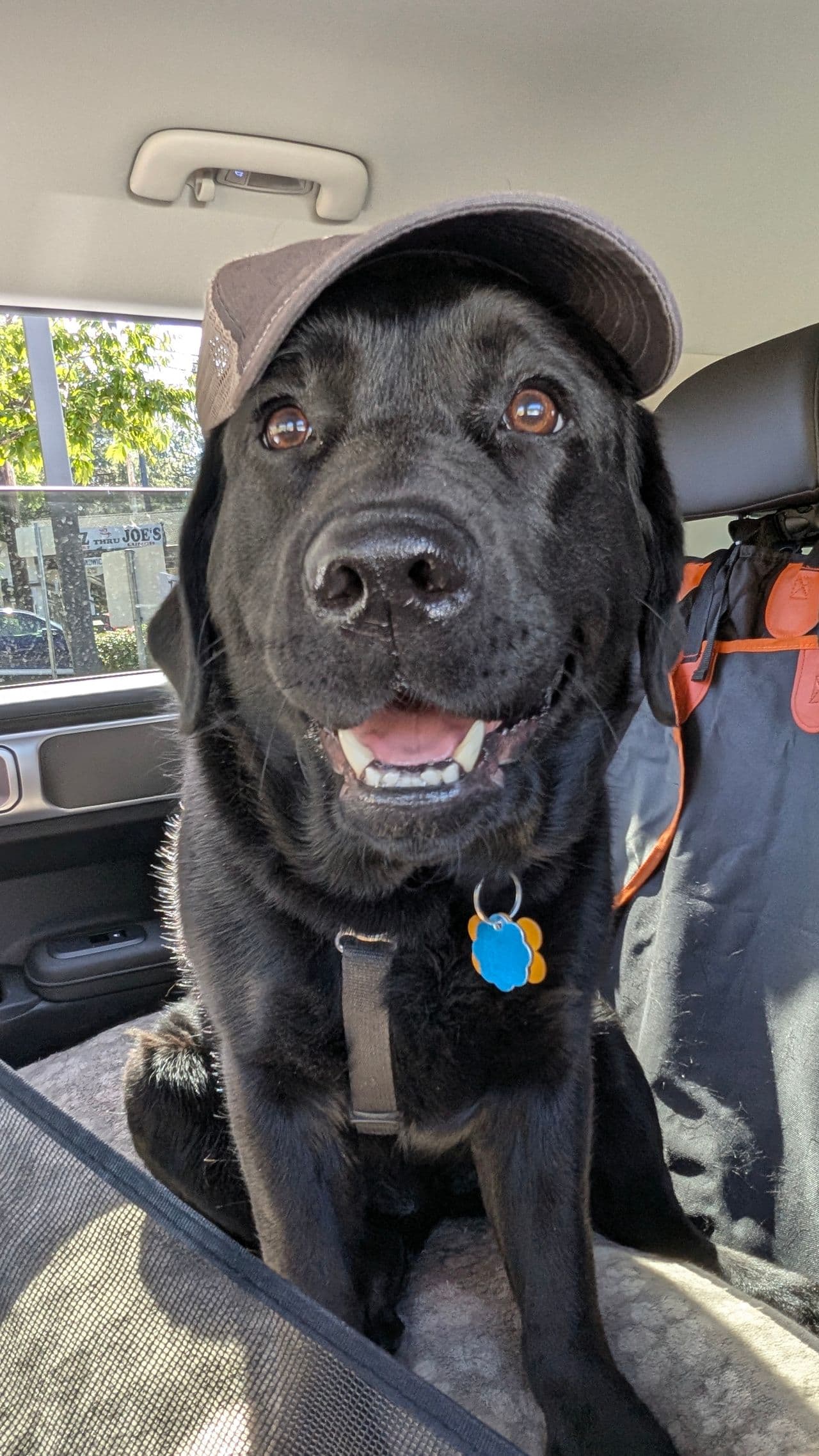 Pet travel photo 2