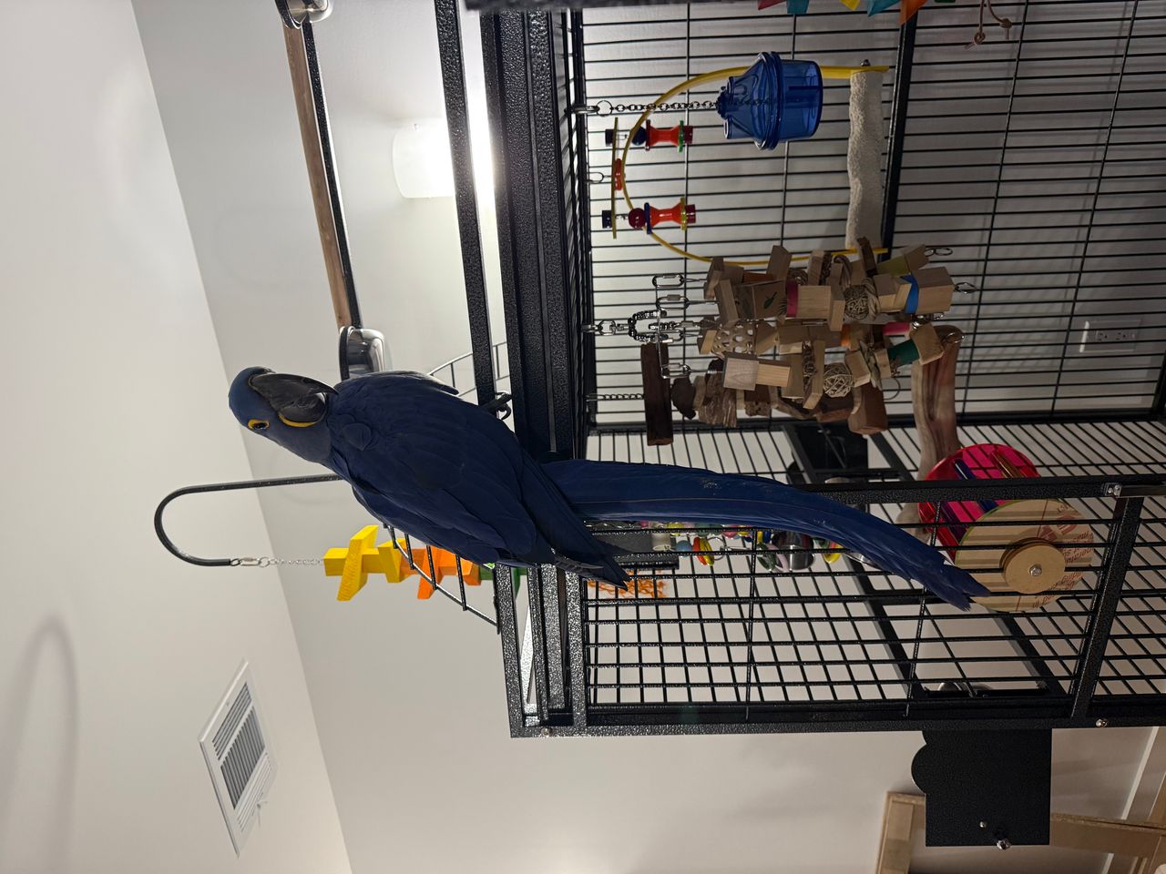 Pet travel photo 3
