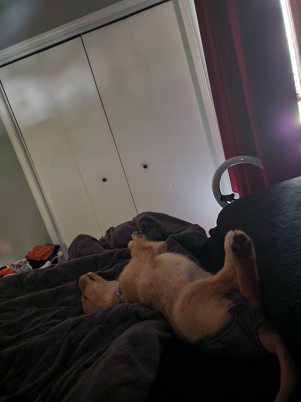Pet travel photo 6