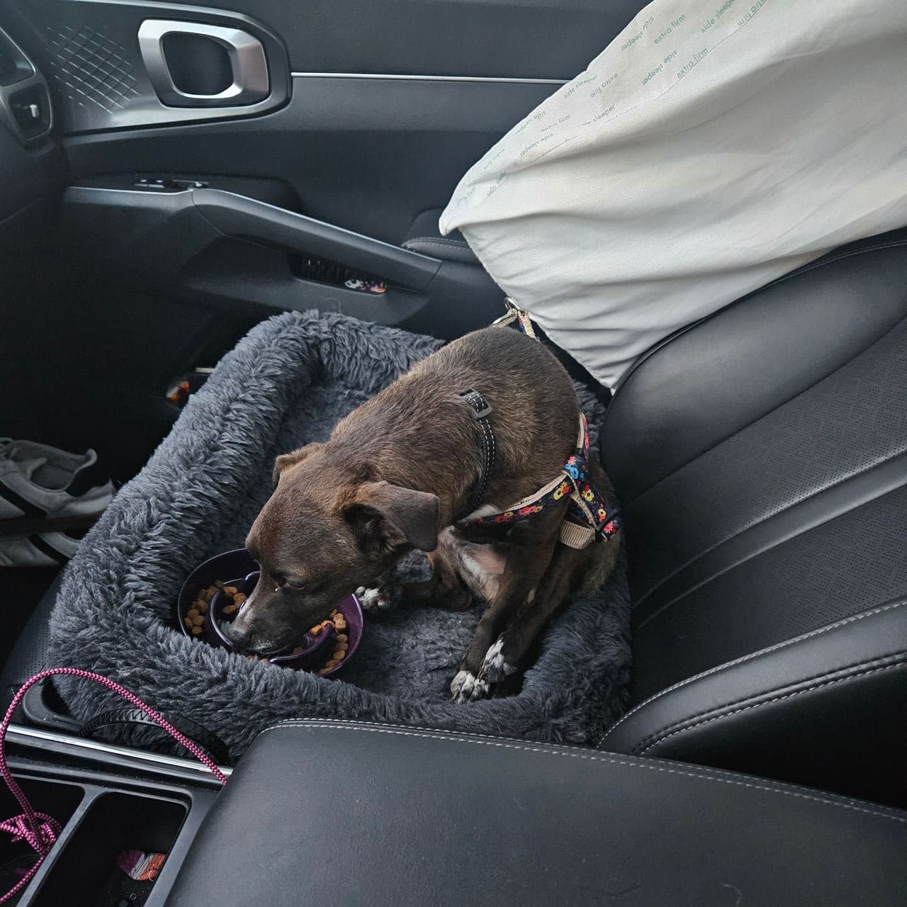 Pet travel photo 4