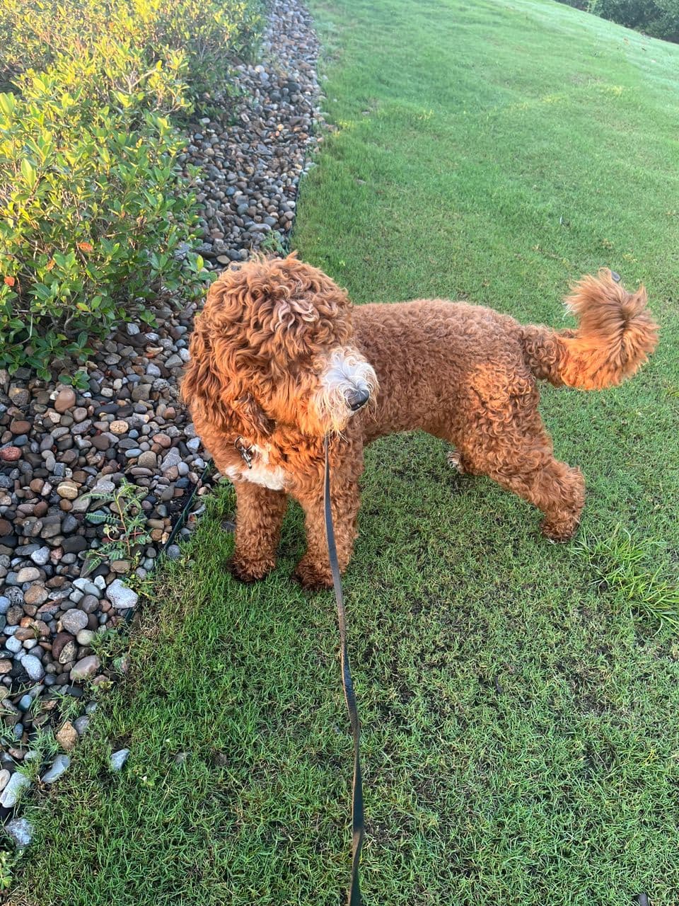 Pet travel photo 2
