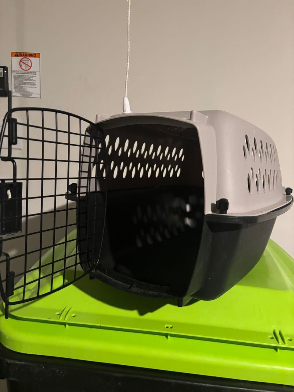 Pet travel photo 2