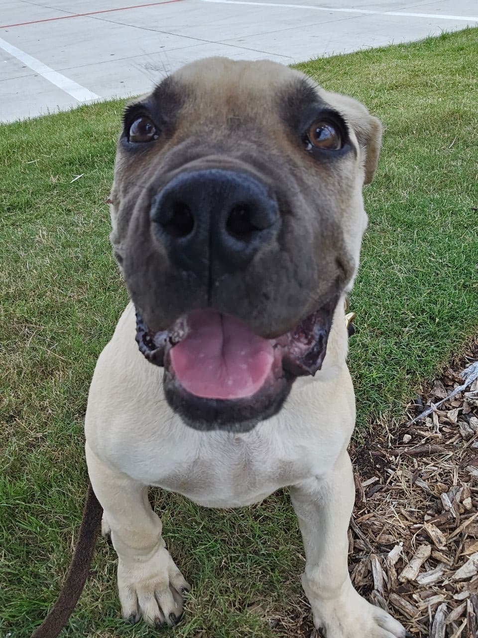 Pet travel photo 2