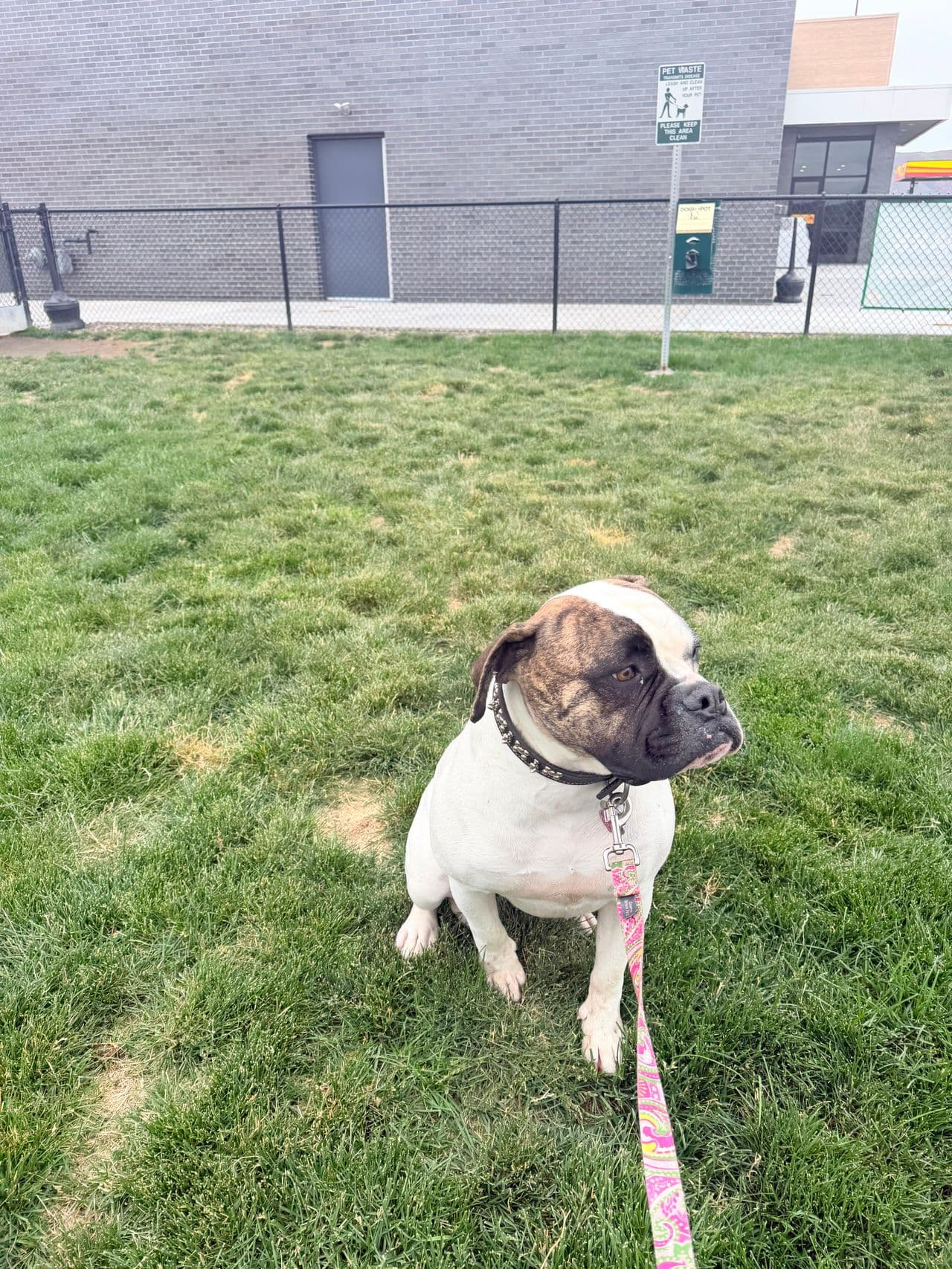 Pet travel photo 4