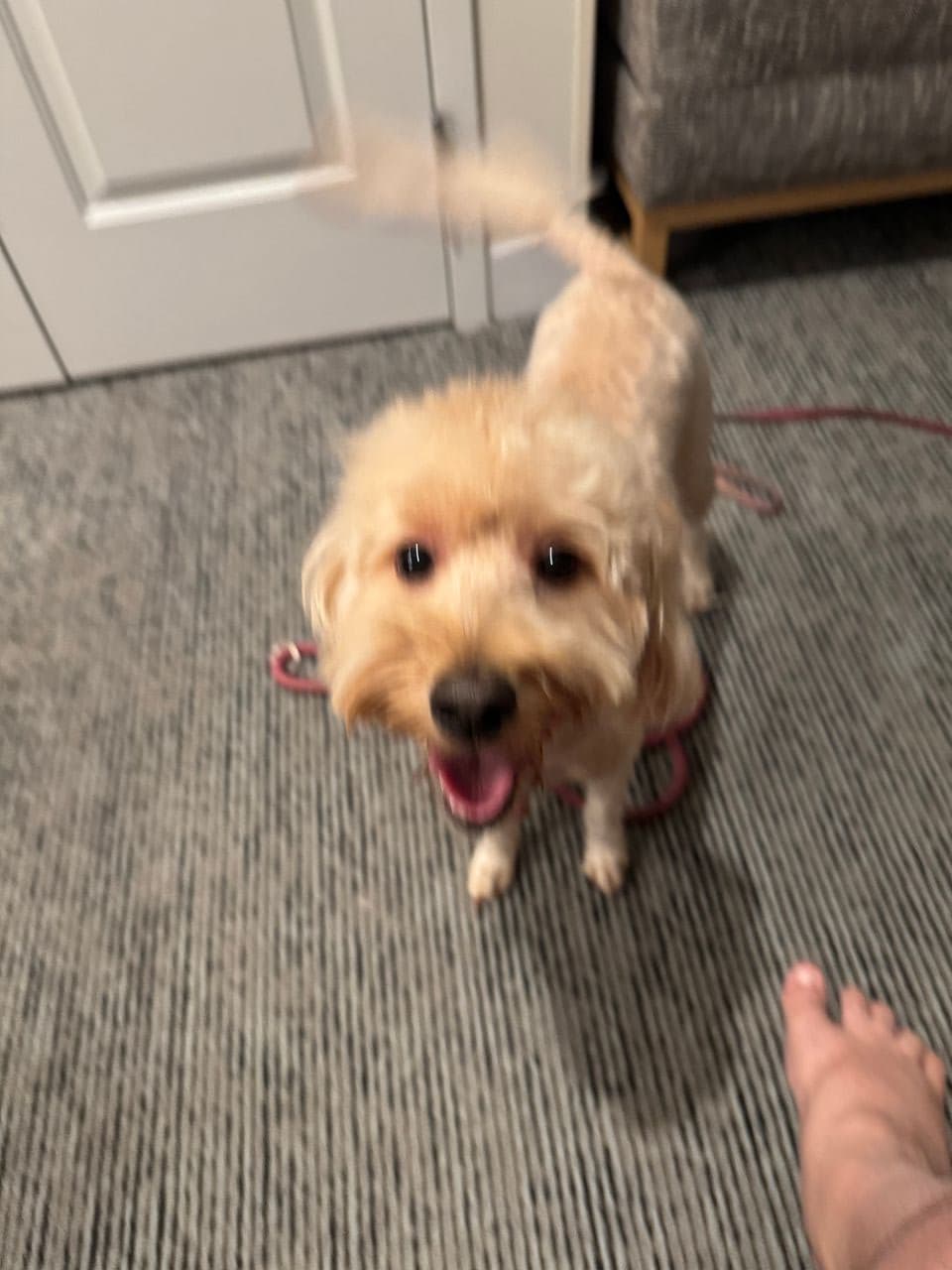 Pet travel photo 6