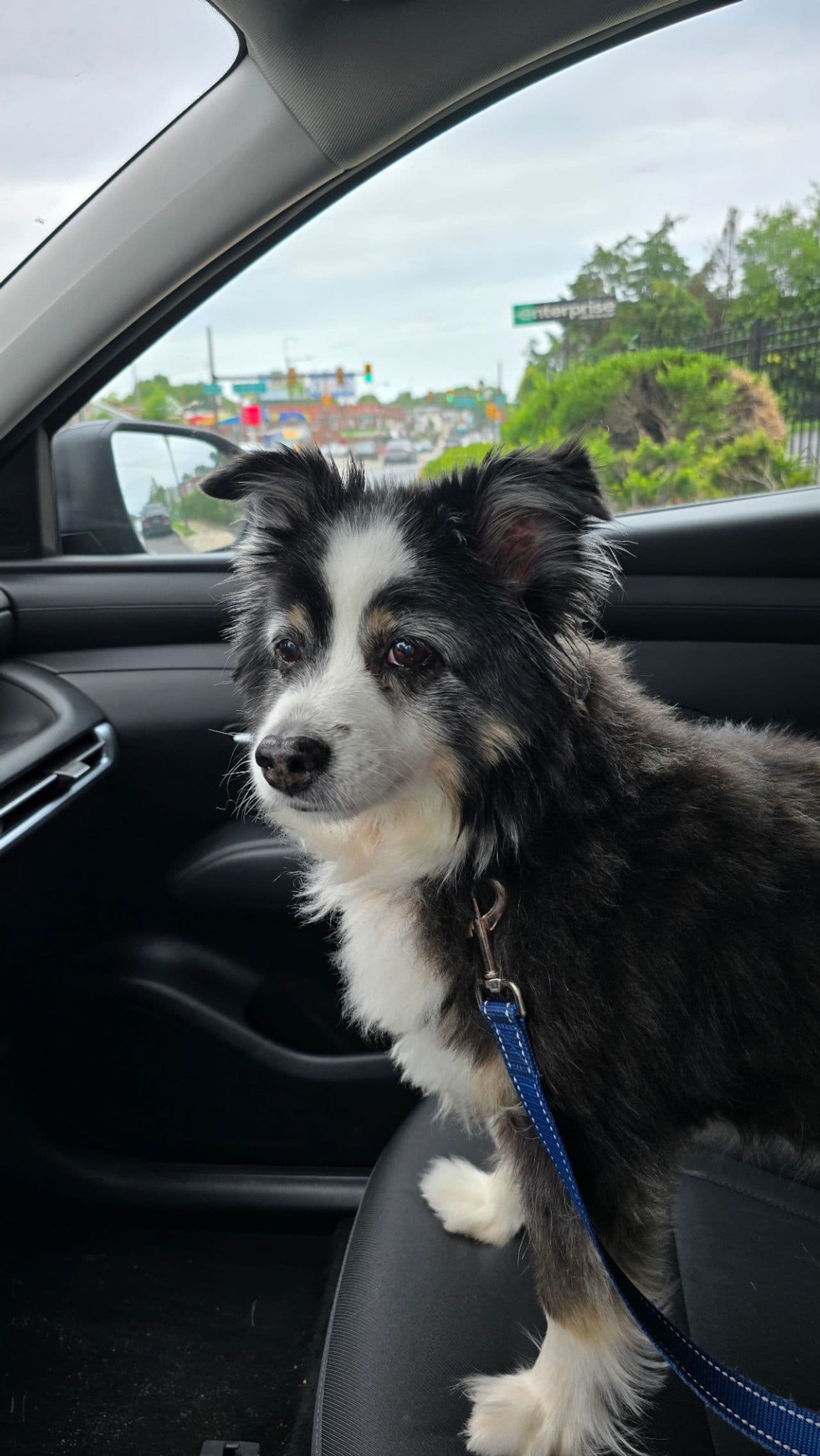Pet travel photo 2