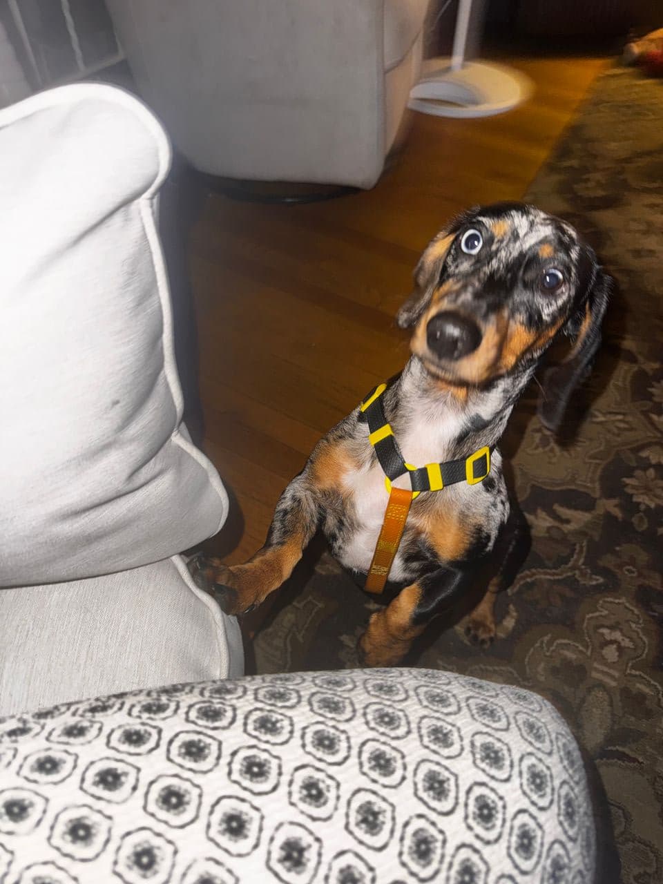 Pet travel photo 3