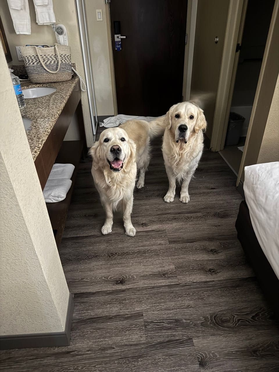 Pet travel photo 1