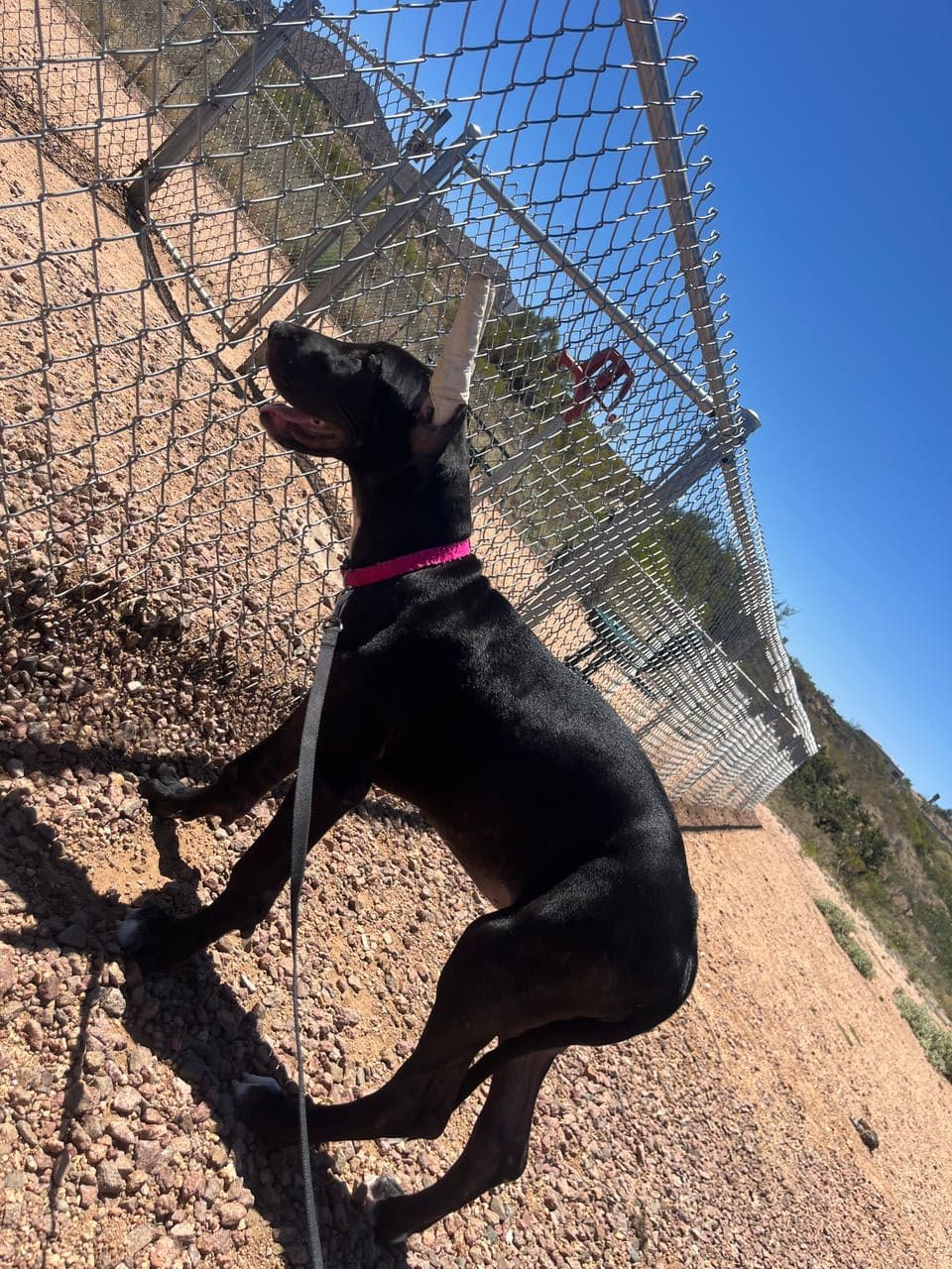 Pet travel photo 2