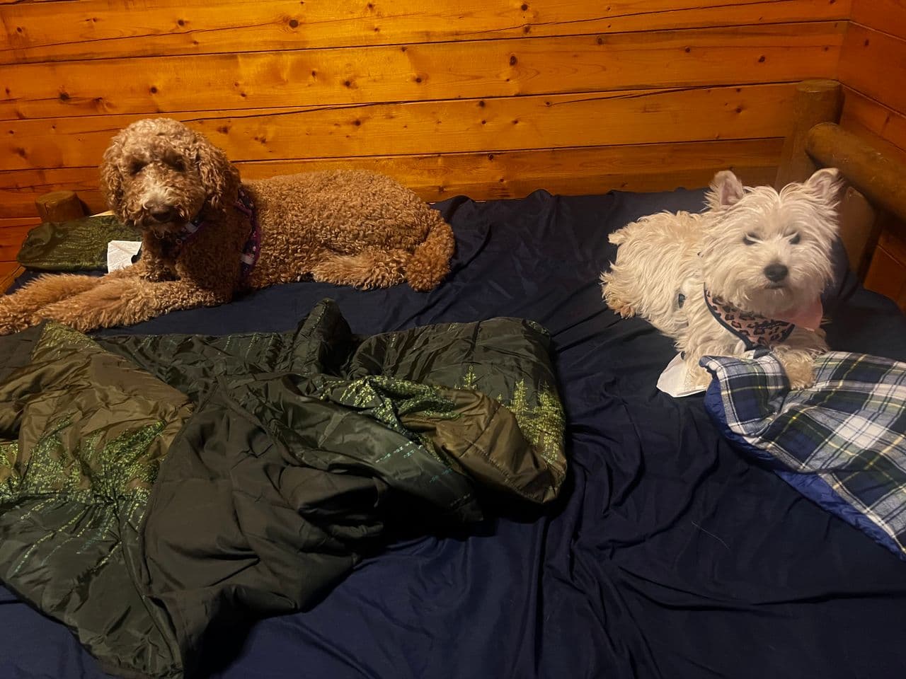 Pet travel photo 1