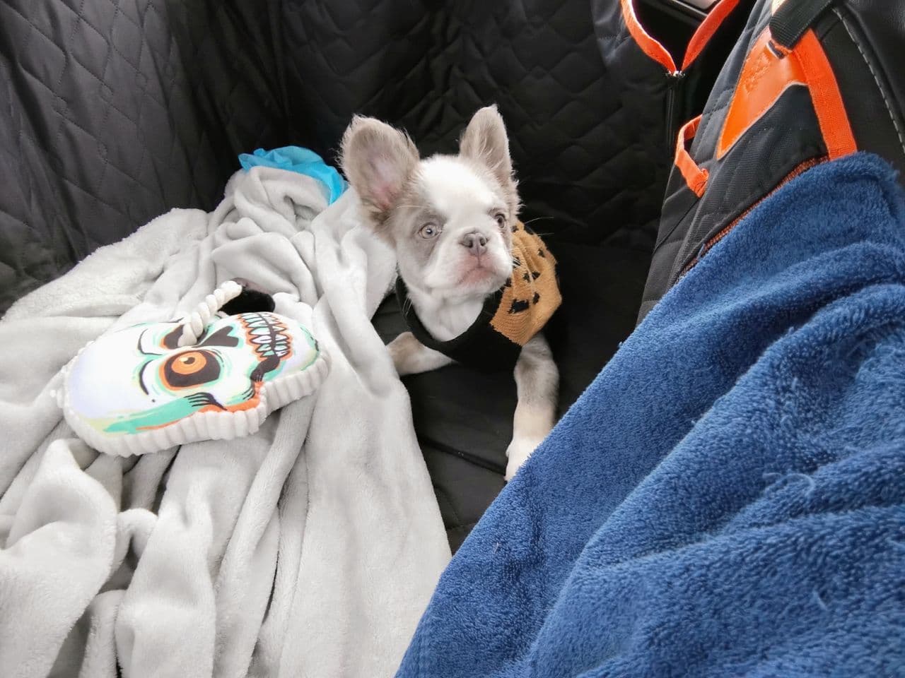 Pet travel photo 4