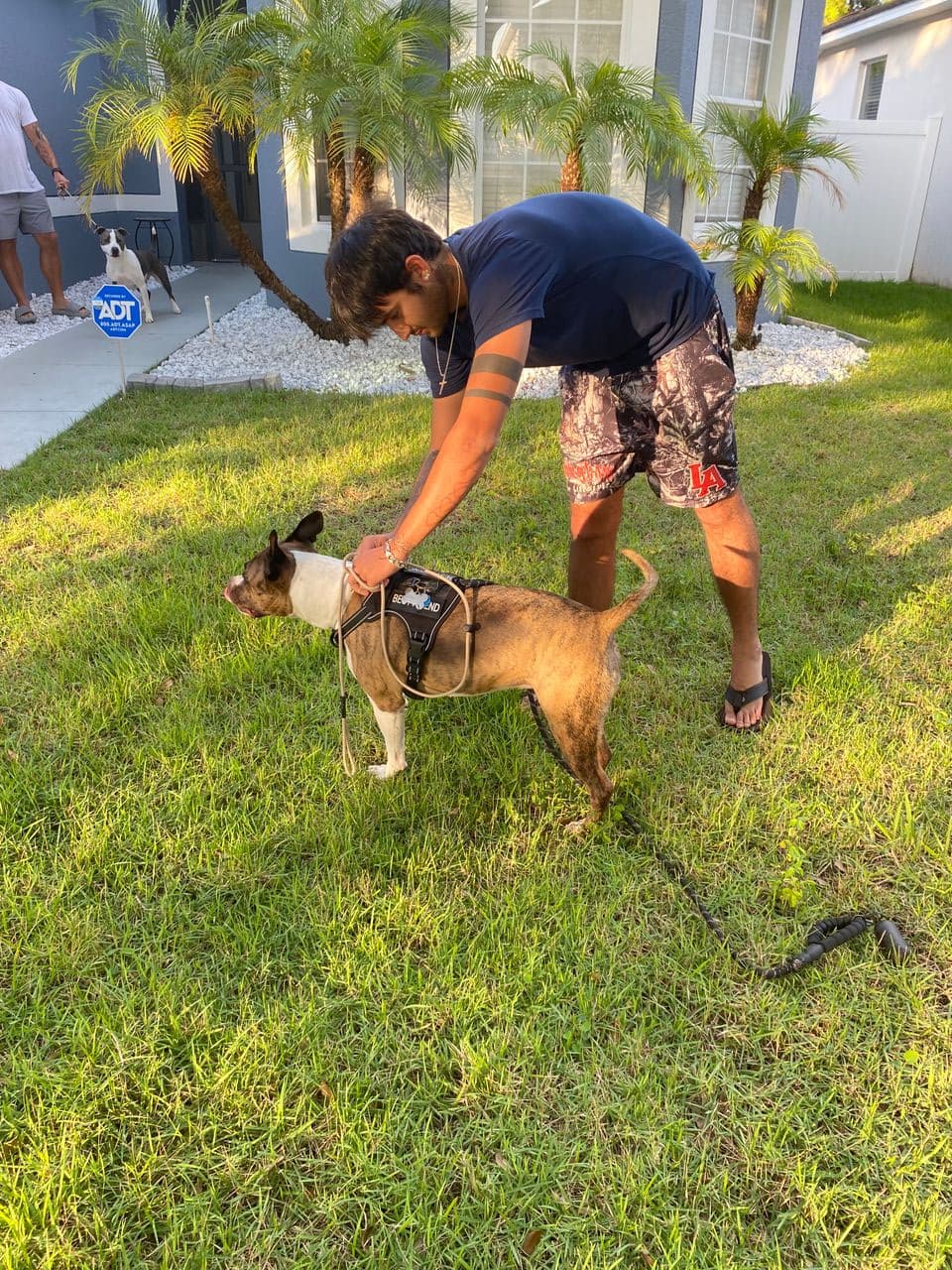 Pet travel photo 3