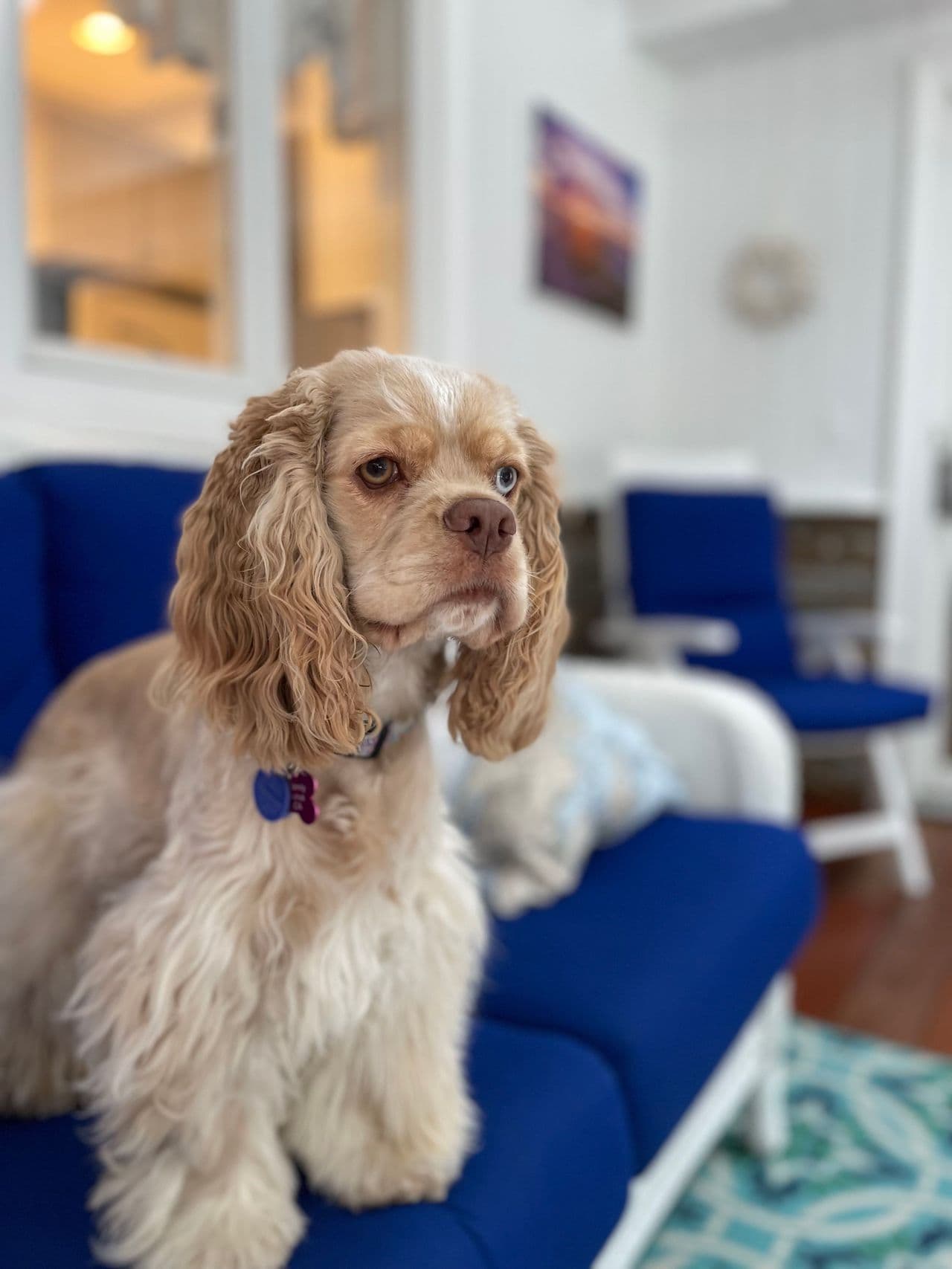 Pet travel photo 4