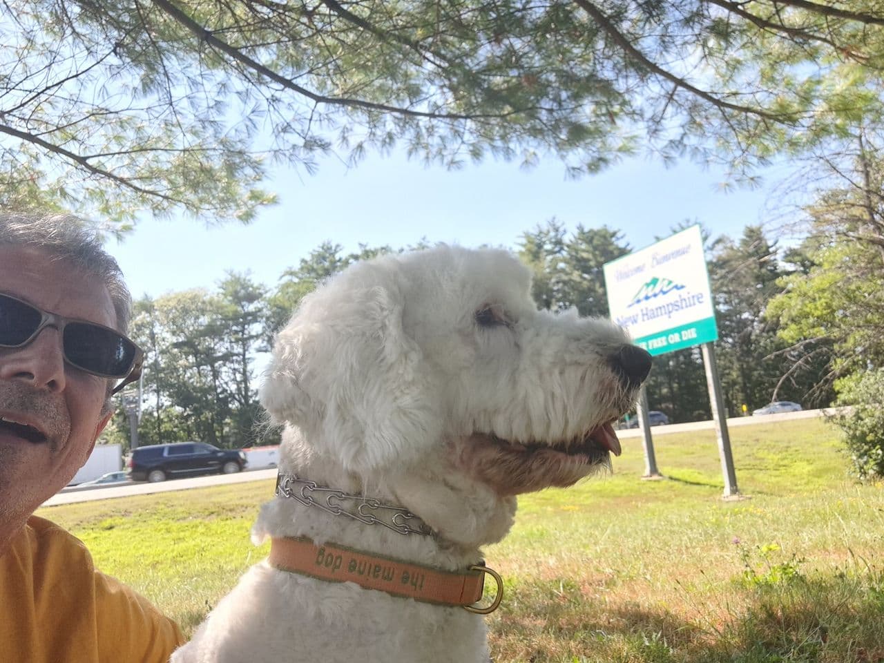 Pet travel photo 4