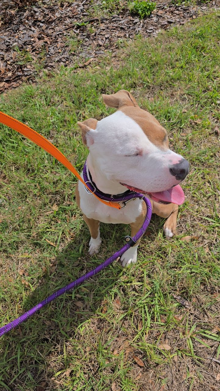 Pet travel photo 3