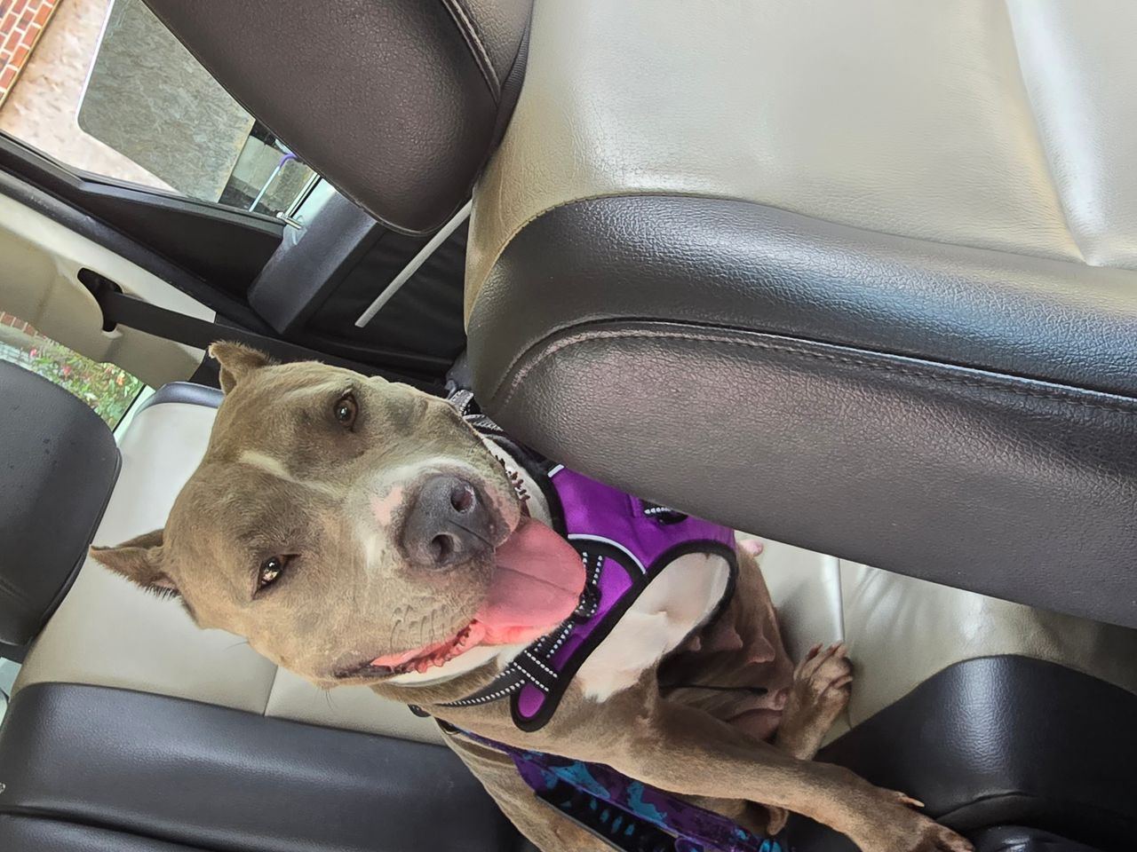 Pet travel photo 5