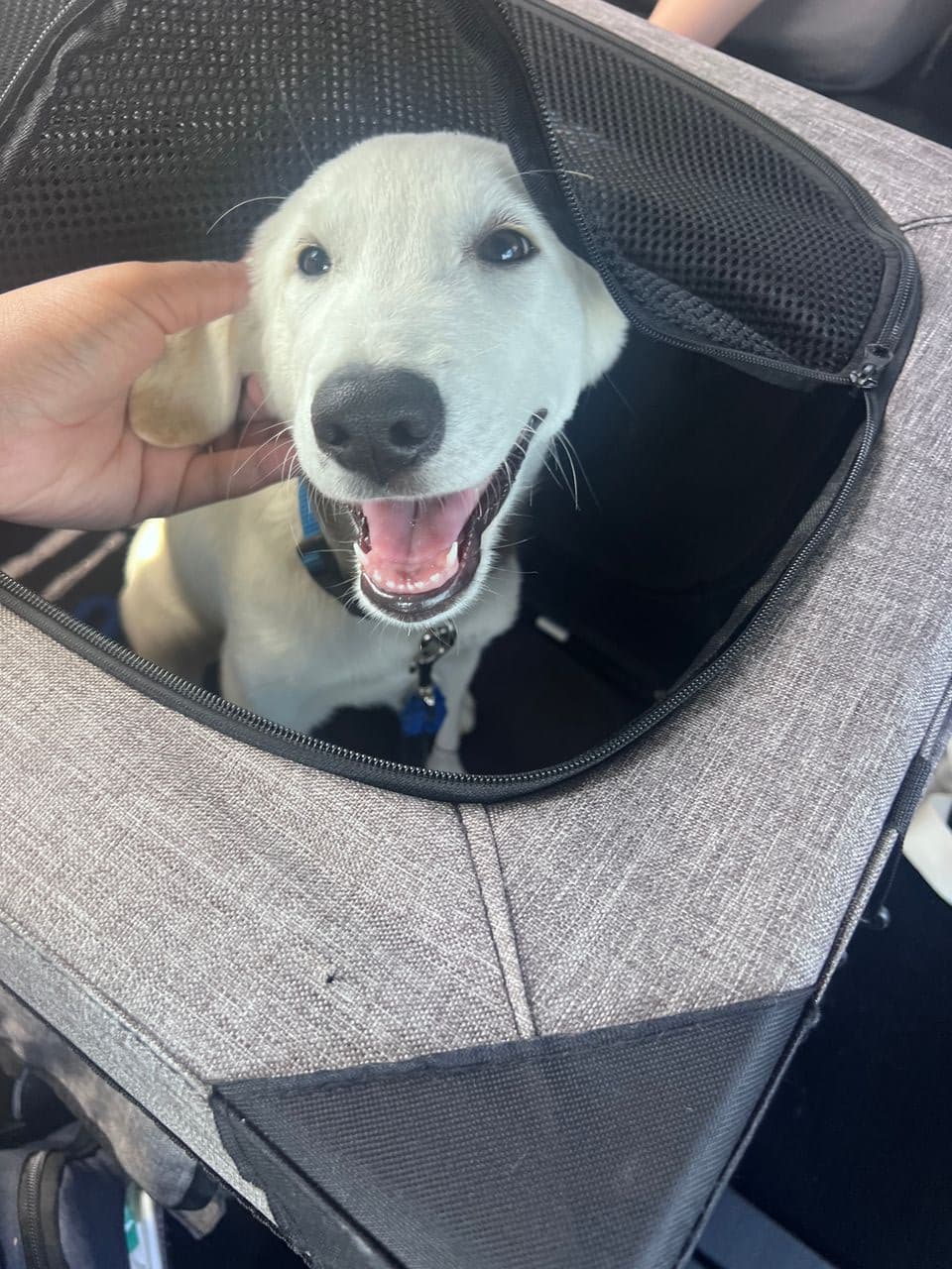 Pet travel photo 3