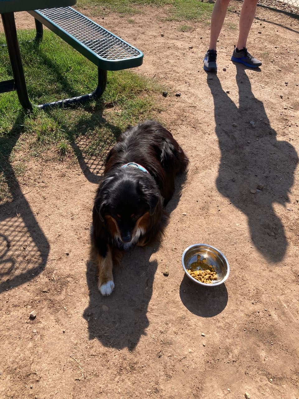 Pet travel photo 1