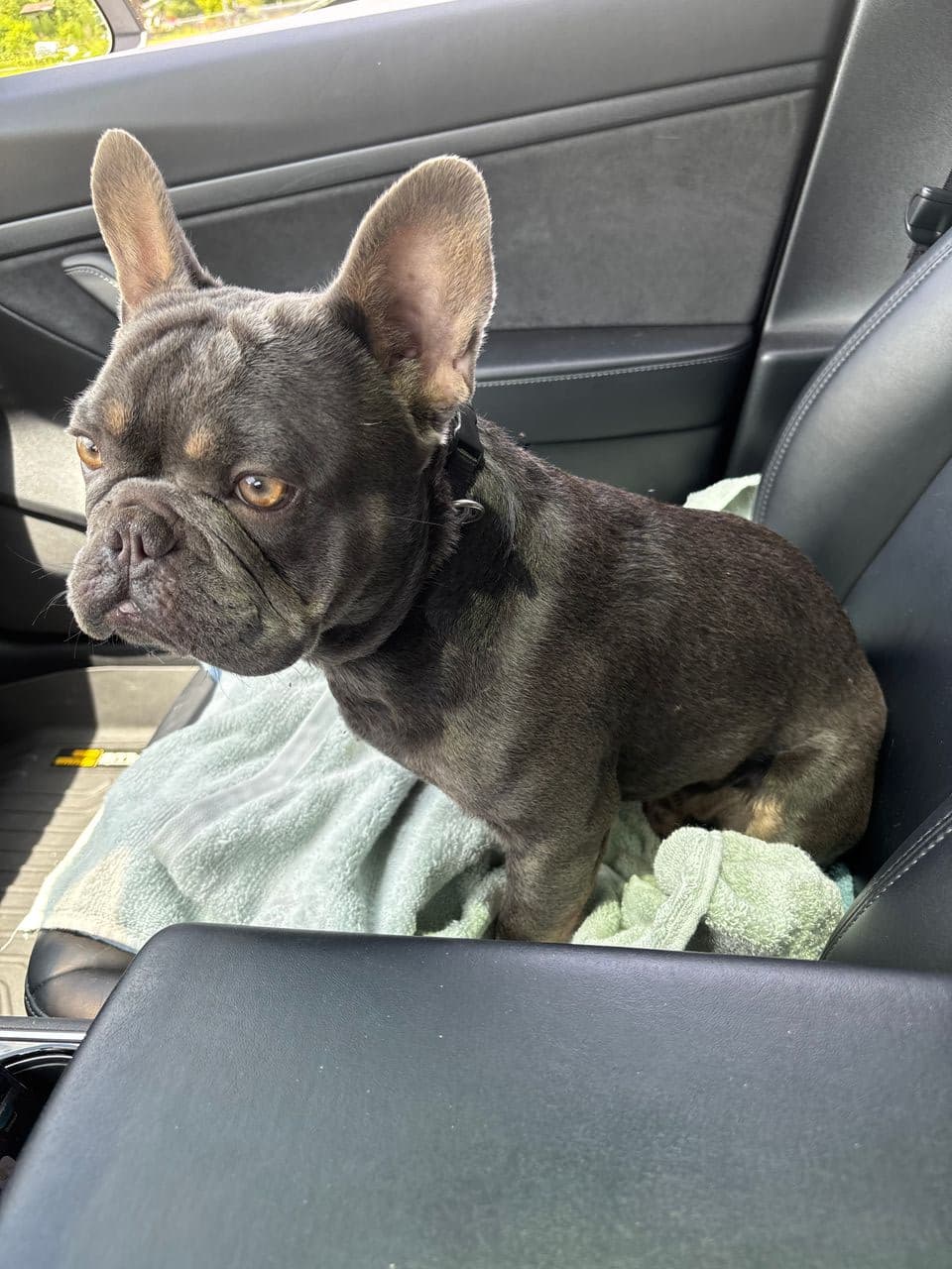 Pet travel photo 3