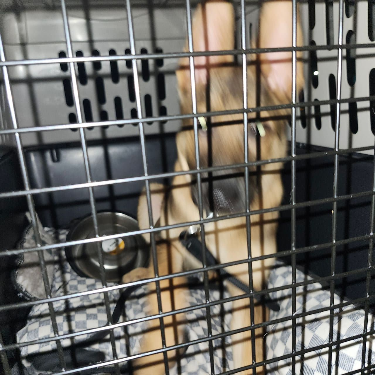 Pet travel photo 5