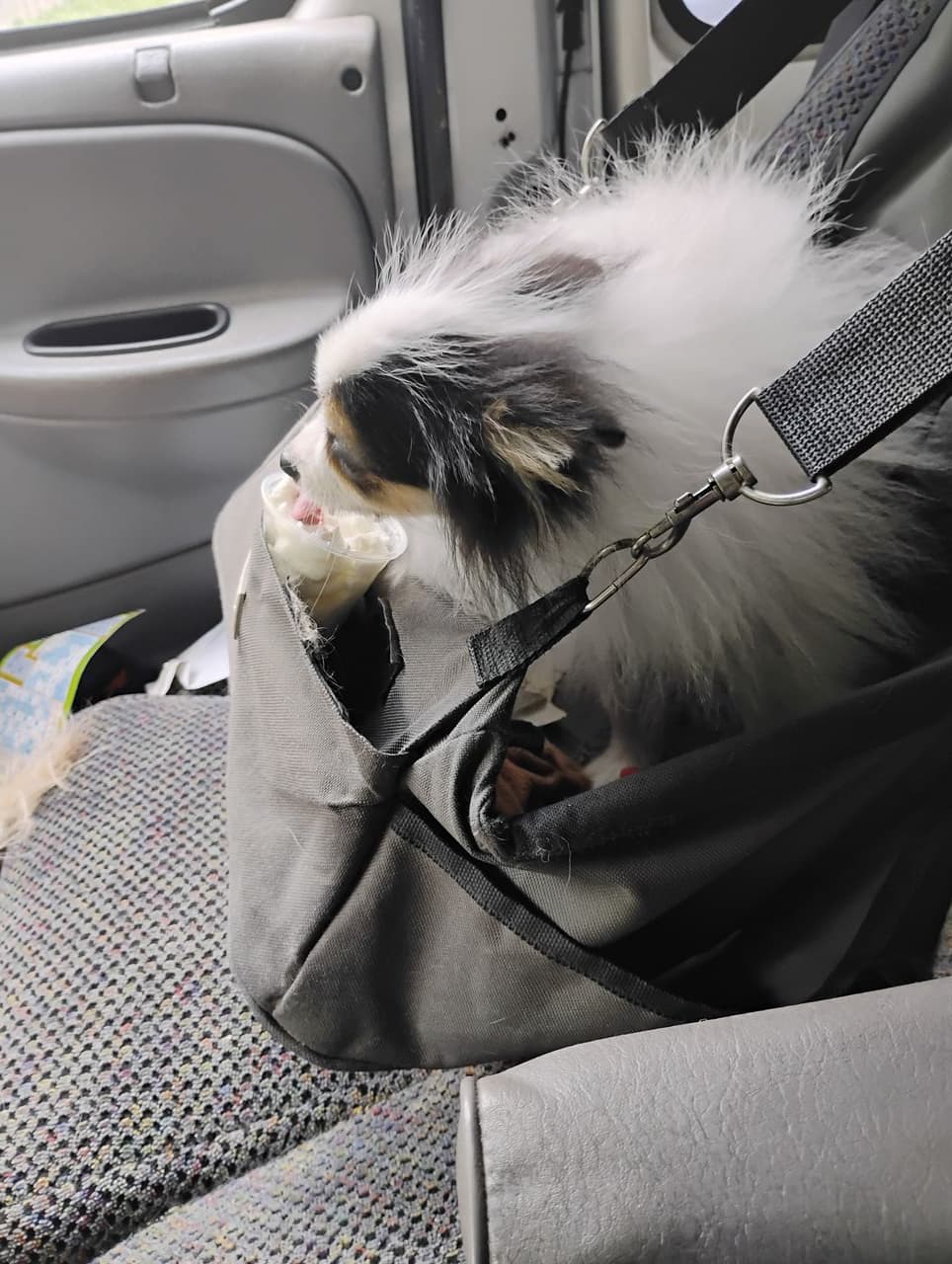 Pet travel photo 4