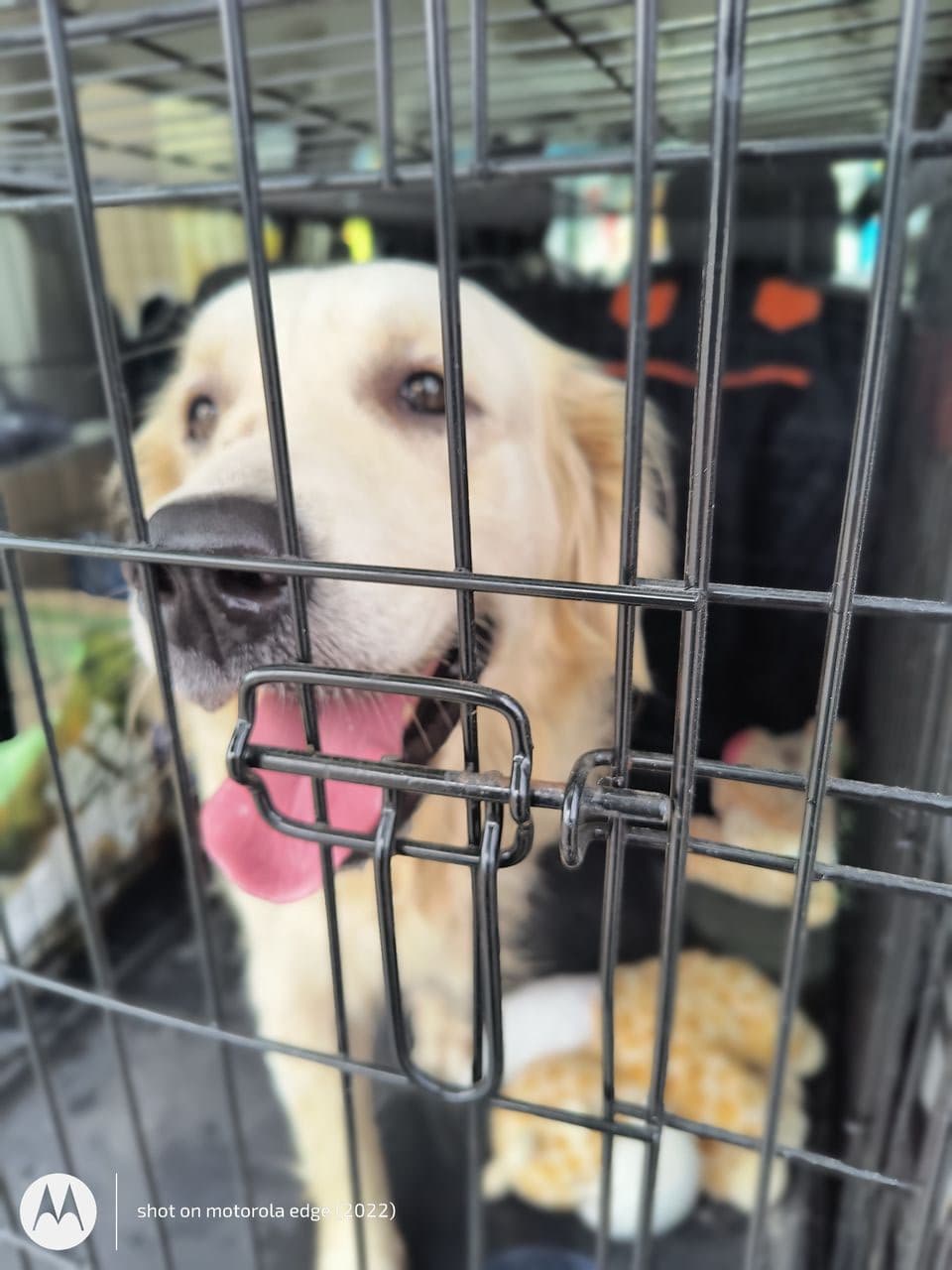 Pet travel photo 2
