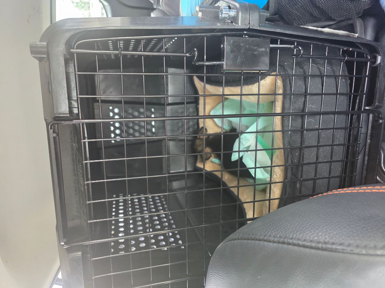 Pet travel photo 3