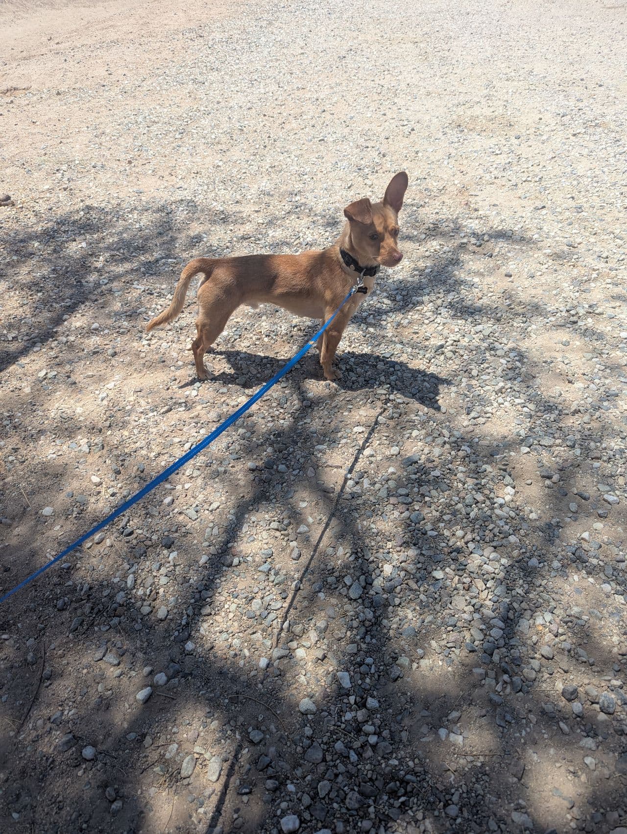 Pet travel photo 2