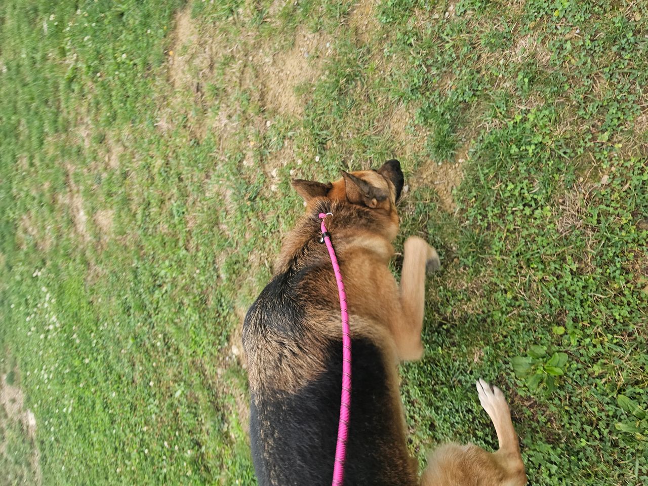 Pet travel photo 1