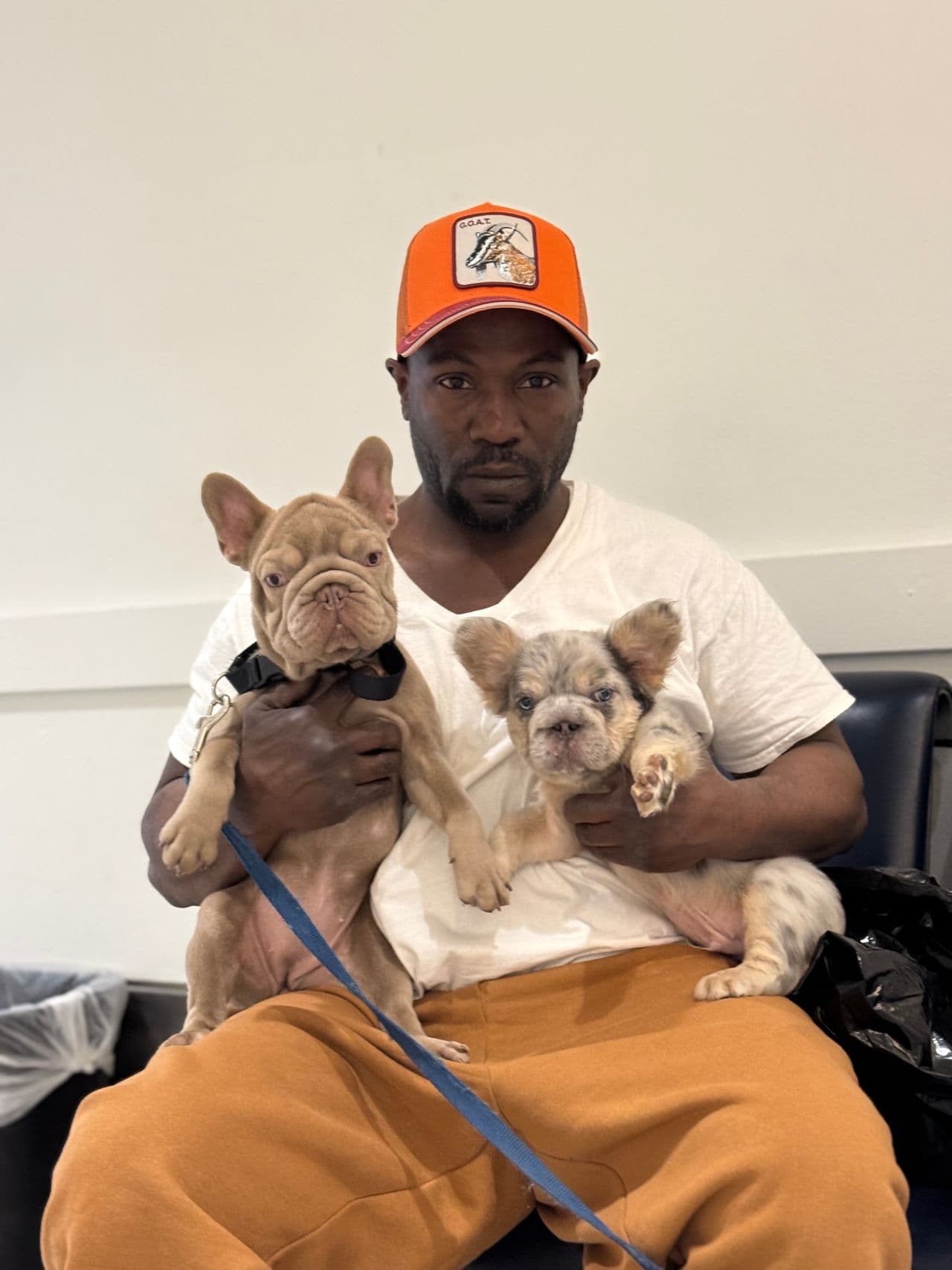 Pet travel photo 2