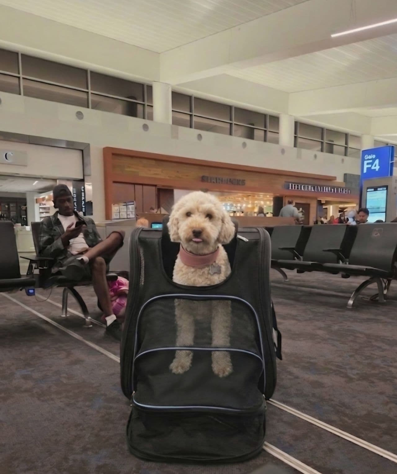 Pet travel photo 1