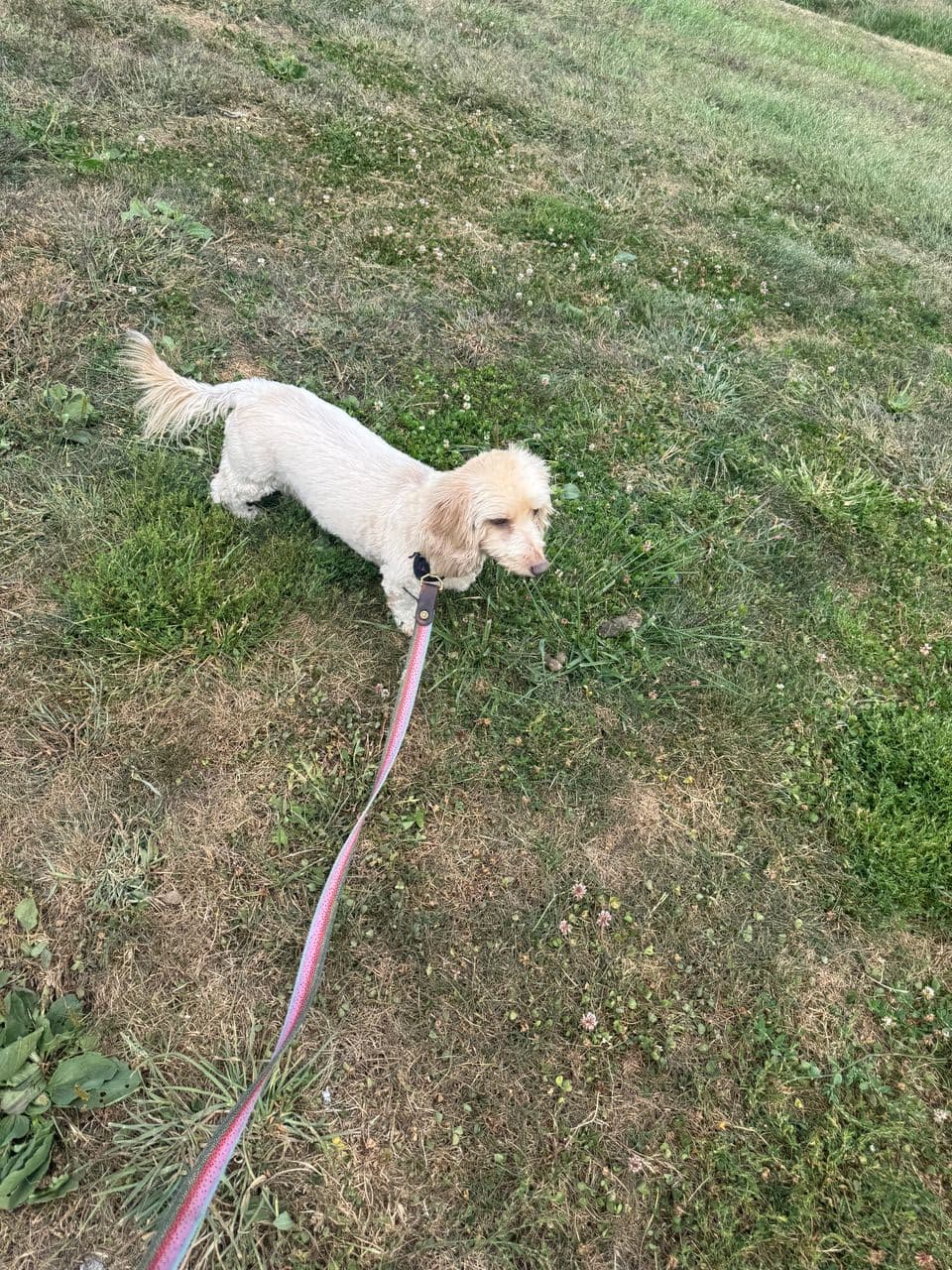 Pet travel photo 4