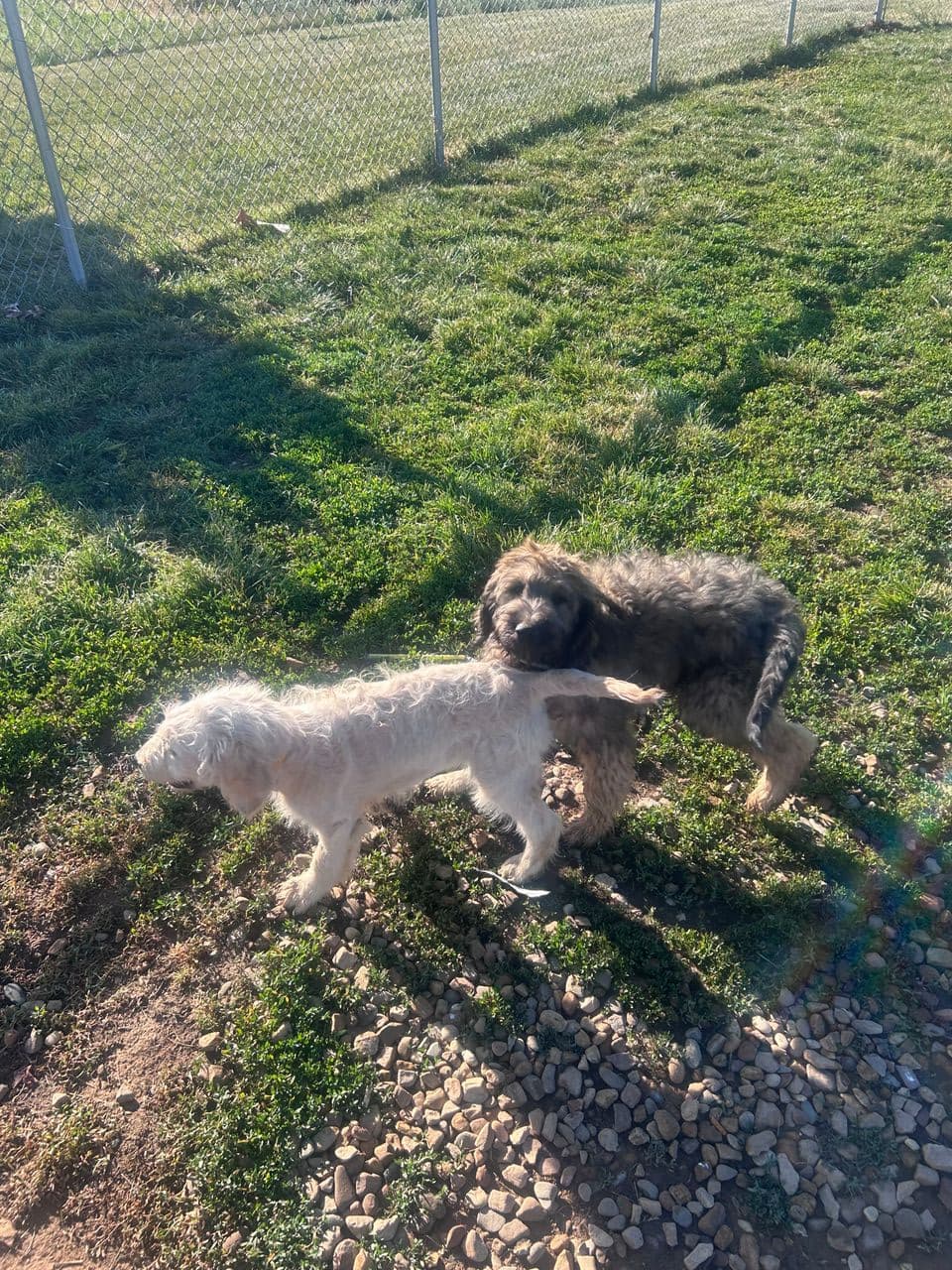 Pet travel photo 3