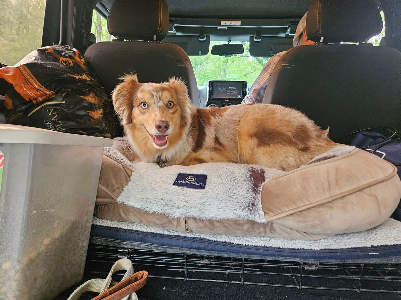 Pet travel photo 3