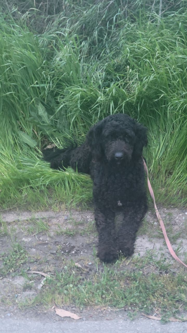 Pet travel photo 4
