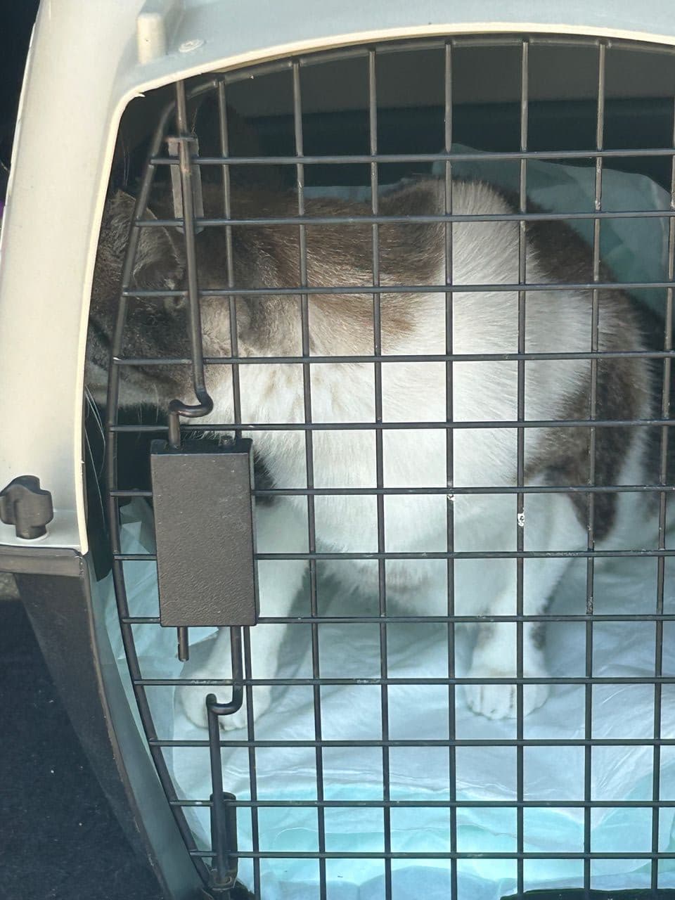 Pet travel photo 3