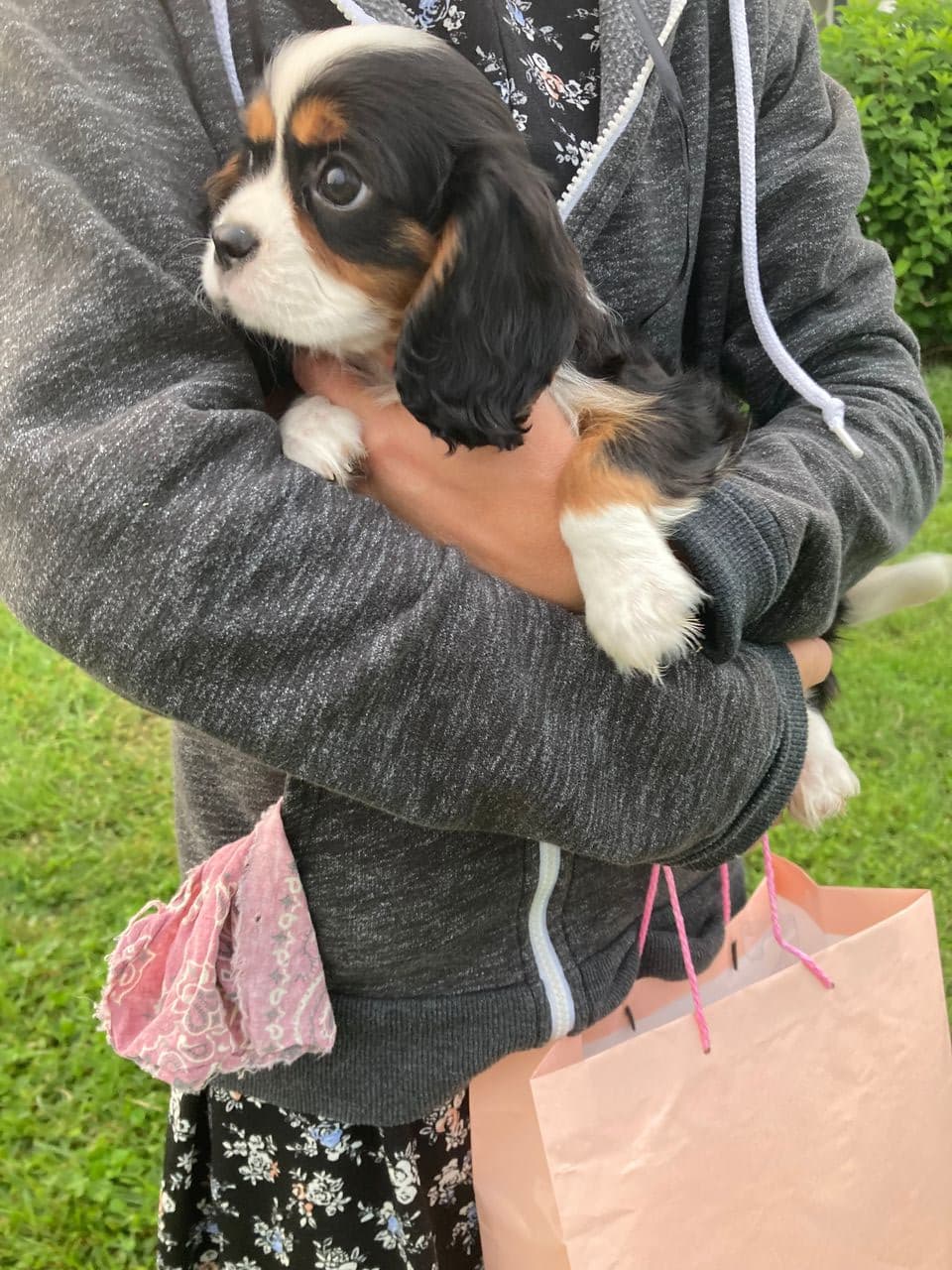 Pet travel photo 1