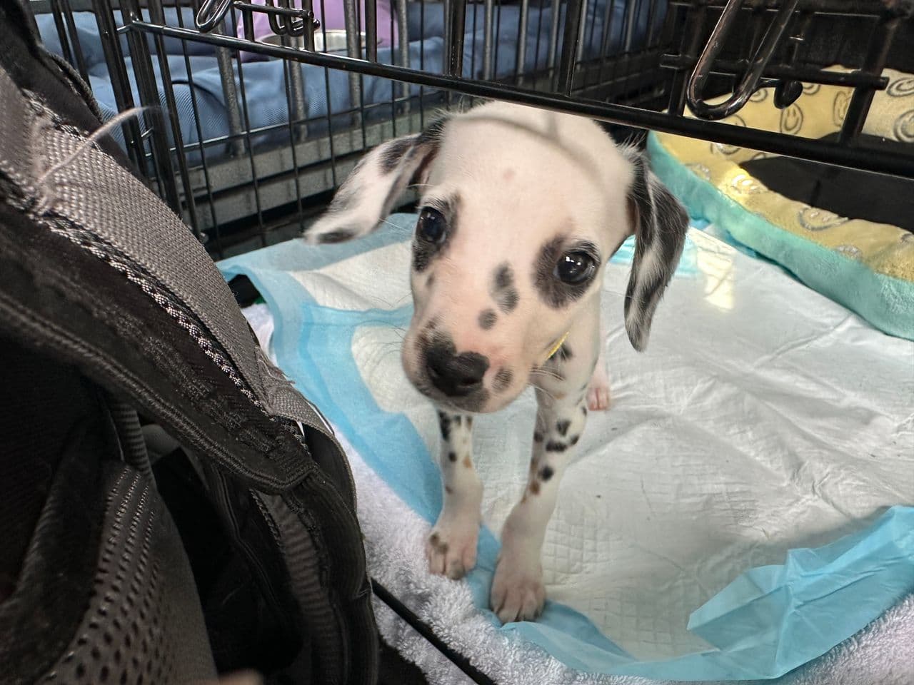 Pet travel photo 3