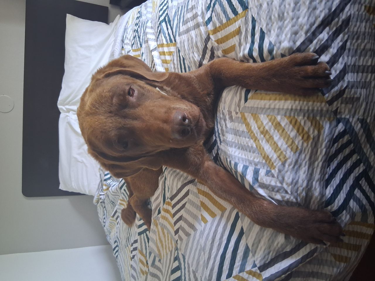 Pet travel photo 3